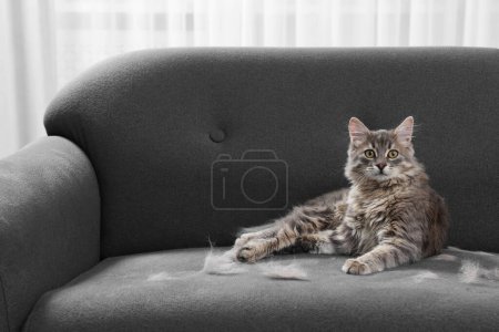 Téléchargez les photos : Mignon chat et poils d'animaux sur canapé gris à l'intérieur - en image libre de droit