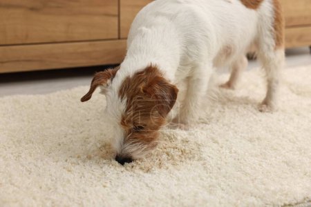 Foto de Lindo perro cerca de punto húmedo en la alfombra en interiores - Imagen libre de derechos