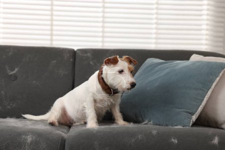 Téléchargez les photos : Mignon chien assis sur un canapé avec des poils d'animaux à la maison - en image libre de droit