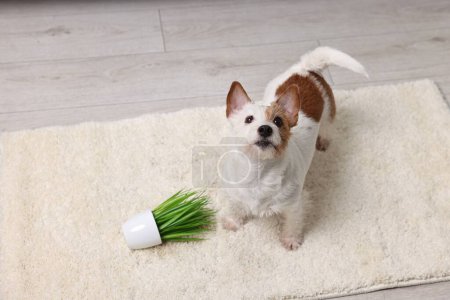 Foto de Lindo perro cerca volcado planta de interior en la alfombra interior. Espacio para texto - Imagen libre de derechos