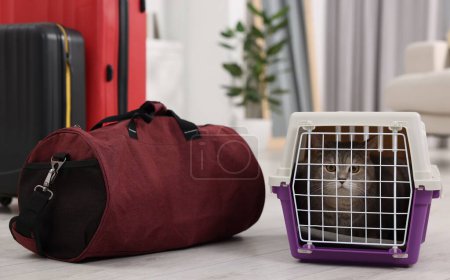 Téléchargez les photos : Voyage avec animal de compagnie. Chat mignon dans le transporteur et le sac à la maison - en image libre de droit