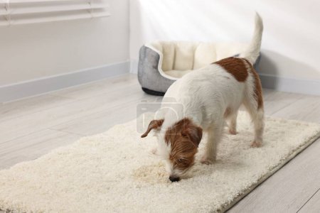 Foto de Lindo perro cerca de punto húmedo en la alfombra interior. Espacio para texto - Imagen libre de derechos