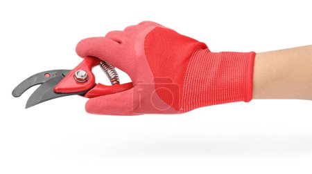 Photo for Woman in gardening glove holding secateurs on white background, closeup - Royalty Free Image