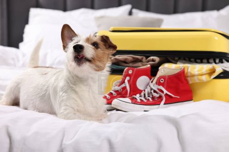 Téléchargez les photos : Voyage avec animal de compagnie. Chien, vêtements, chaussures et valise sur lit intérieur - en image libre de droit