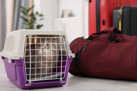 Téléchargez les photos : Voyage avec animal de compagnie. Chat mignon dans le transporteur et le sac à la maison - en image libre de droit