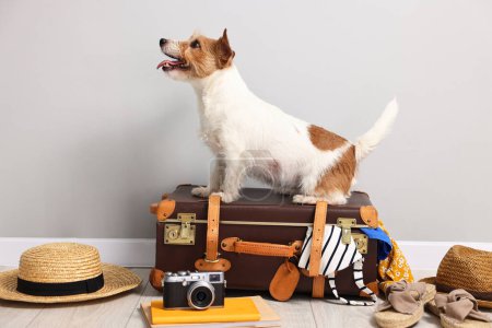Téléchargez les photos : Voyage avec animal de compagnie. Chien, vêtements et valise en intérieur - en image libre de droit