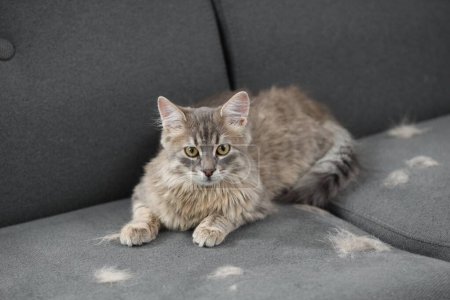 Cute cat and pet hair on grey sofa