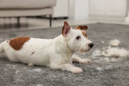Lindo perro acostado en la alfombra con pelo de mascota en casa