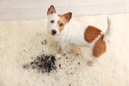 Foto de Lindo perro cerca de la mancha de barro en la alfombra en el interior, vista superior - Imagen libre de derechos