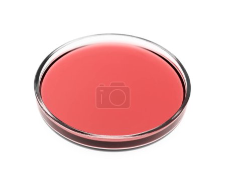 Photo for Petri dish with red liquid isolated on white. Laboratory glassware - Royalty Free Image