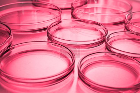 Photo for Petri dishes with liquid on table, toned in red. Laboratory glassware - Royalty Free Image