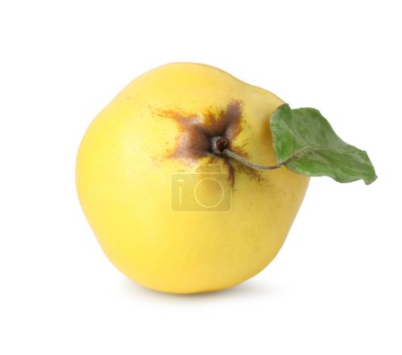 Fresh ripe quince fruit with leaf isolated on white