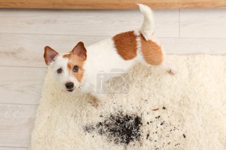 Foto de Lindo perro cerca de la mancha de barro en la alfombra interior - Imagen libre de derechos