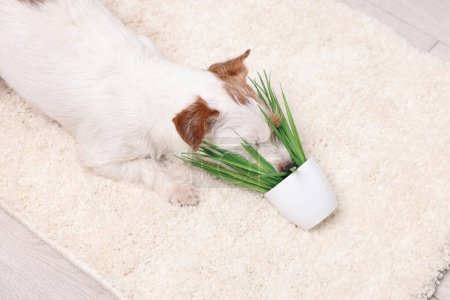 Foto de Lindo perro cerca volcado planta de interior en la alfombra interior, por encima de la vista - Imagen libre de derechos