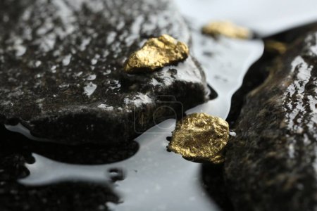 Photo for Shiny gold nuggets on wet stones, closeup - Royalty Free Image