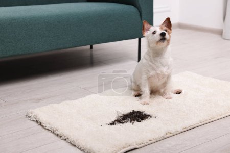 Foto de Lindo perro cerca de la mancha de barro en la alfombra interior. Espacio para texto - Imagen libre de derechos