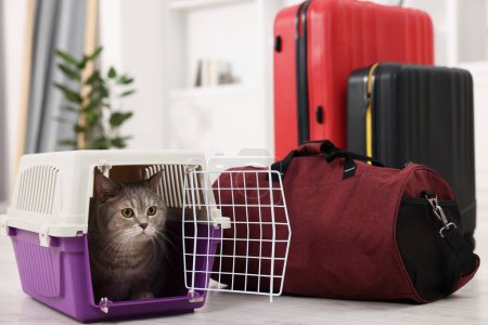 Reisen mit Haustier. Niedliche Katze in Tragetasche und Tasche zu Hause