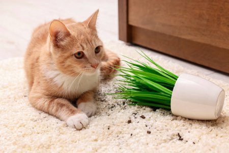 Téléchargez les photos : Mignon gingembre chat près renversé plante d'intérieur sur tapis à la maison - en image libre de droit