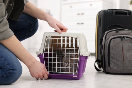 Téléchargez les photos : Voyage avec animal de compagnie. Homme fermeture transporteur avec chat à la maison, gros plan - en image libre de droit
