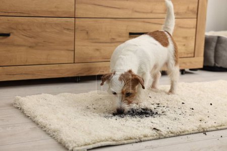 Foto de Lindo perro cerca de la mancha de barro en la alfombra interior. Espacio para texto - Imagen libre de derechos