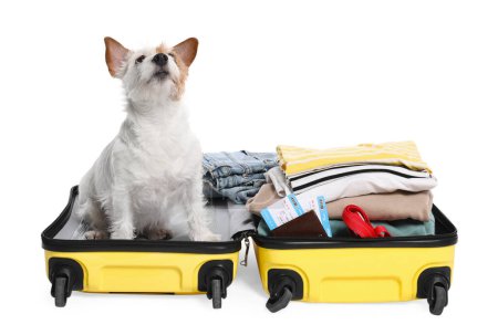 Téléchargez les photos : Voyage avec animal de compagnie. Chien, vêtements et valise sur fond blanc - en image libre de droit