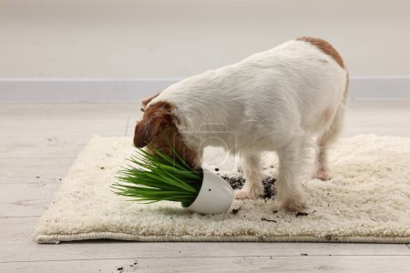 Foto de Lindo perro cerca volcado planta de interior en la alfombra interior - Imagen libre de derechos