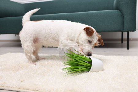 Foto de Lindo perro cerca volcado planta de interior en la alfombra interior - Imagen libre de derechos