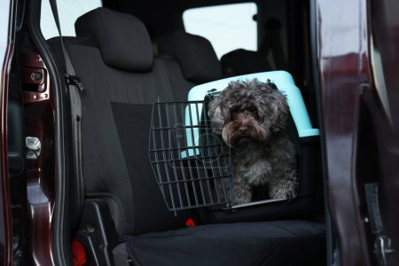 Netter Hund im Tiertransporter, der mit dem Auto unterwegs ist. Sicherer Transport