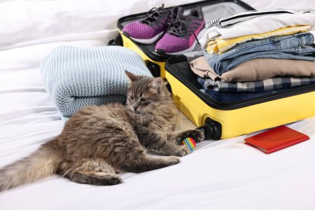 Téléchargez les photos : Voyage avec animal de compagnie. Chat, balle, passeport, vêtements et valise sur le lit - en image libre de droit