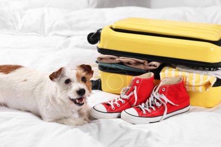 Téléchargez les photos : Voyage avec animal de compagnie. Chien, vêtements, chaussures et valise sur lit intérieur - en image libre de droit