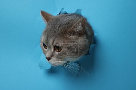 Niedliche graue Katze lugt Loch in hellblauem Papier heraus