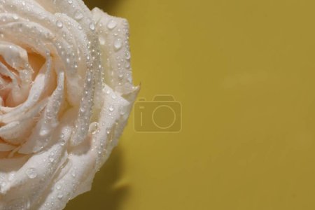 Beautiful rose flower with water drops on pale yellow, closeup. Space for text