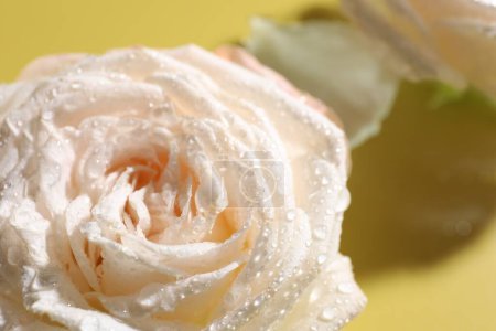 Beautiful rose flower with water drops on pale yellow, closeup