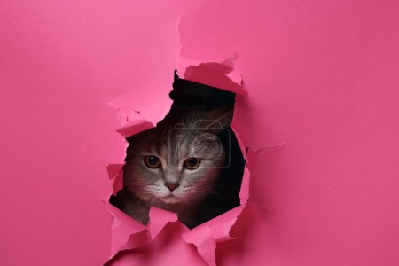 Niedliche graue Katze guckt Loch in rosa Papier