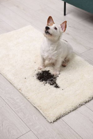 Foto de Lindo perro cerca de la mancha de barro en la alfombra interior - Imagen libre de derechos