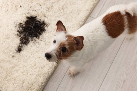 Foto de Lindo perro cerca de la mancha de barro en la alfombra en el interior, vista superior - Imagen libre de derechos