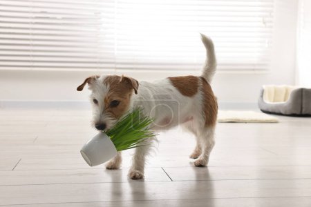 Foto de Lindo perro con planta de interior robada en casa - Imagen libre de derechos
