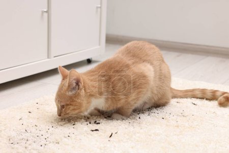 Foto de Lindo gato jengibre en la alfombra con tierra dispersa en el interior - Imagen libre de derechos