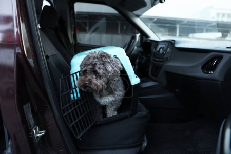 Netter Hund im Tiertransporter, der mit dem Auto unterwegs ist. Sicherer Transport