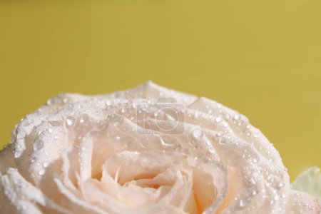 Beautiful rose flower with water drops on pale yellow, closeup. Space for text
