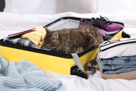 Téléchargez les photos : Voyage avec animal de compagnie. Vêtements, chat et valise sur lit intérieur - en image libre de droit