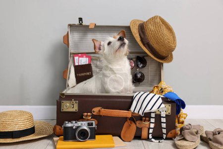 Reisen mit Haustier. Hund, Kleidung und Koffer drinnen