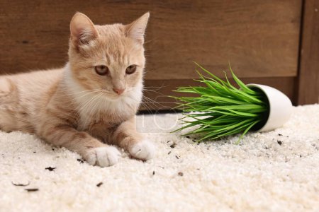 lindo jengibre gato cerca volcado houseplant en alfombra en casa