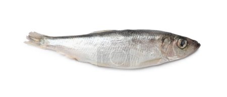 Photo for One fresh raw sprat isolated on white, top view - Royalty Free Image