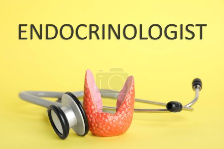 Endocrinologist. Model of thyroid gland and stethoscope on yellow background, closeup
