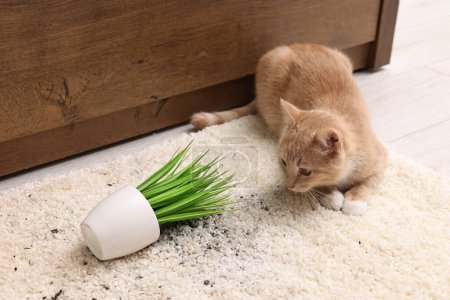 Foto de Lindo jengibre gato cerca volcado houseplant en alfombra en casa - Imagen libre de derechos