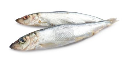 Photo for Fresh raw Baltic sprats isolated on white - Royalty Free Image