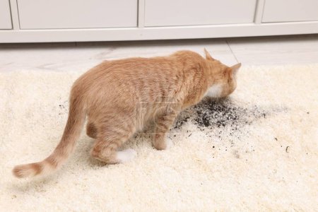 Foto de Lindo gato jengibre en la alfombra con tierra dispersa en el interior - Imagen libre de derechos