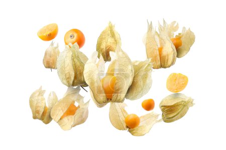 Frutas maduras de physalis naranja con cáliz cayendo sobre fondo blanco