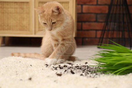 Foto de Lindo jengibre gato cerca volcado houseplant en alfombra en casa - Imagen libre de derechos